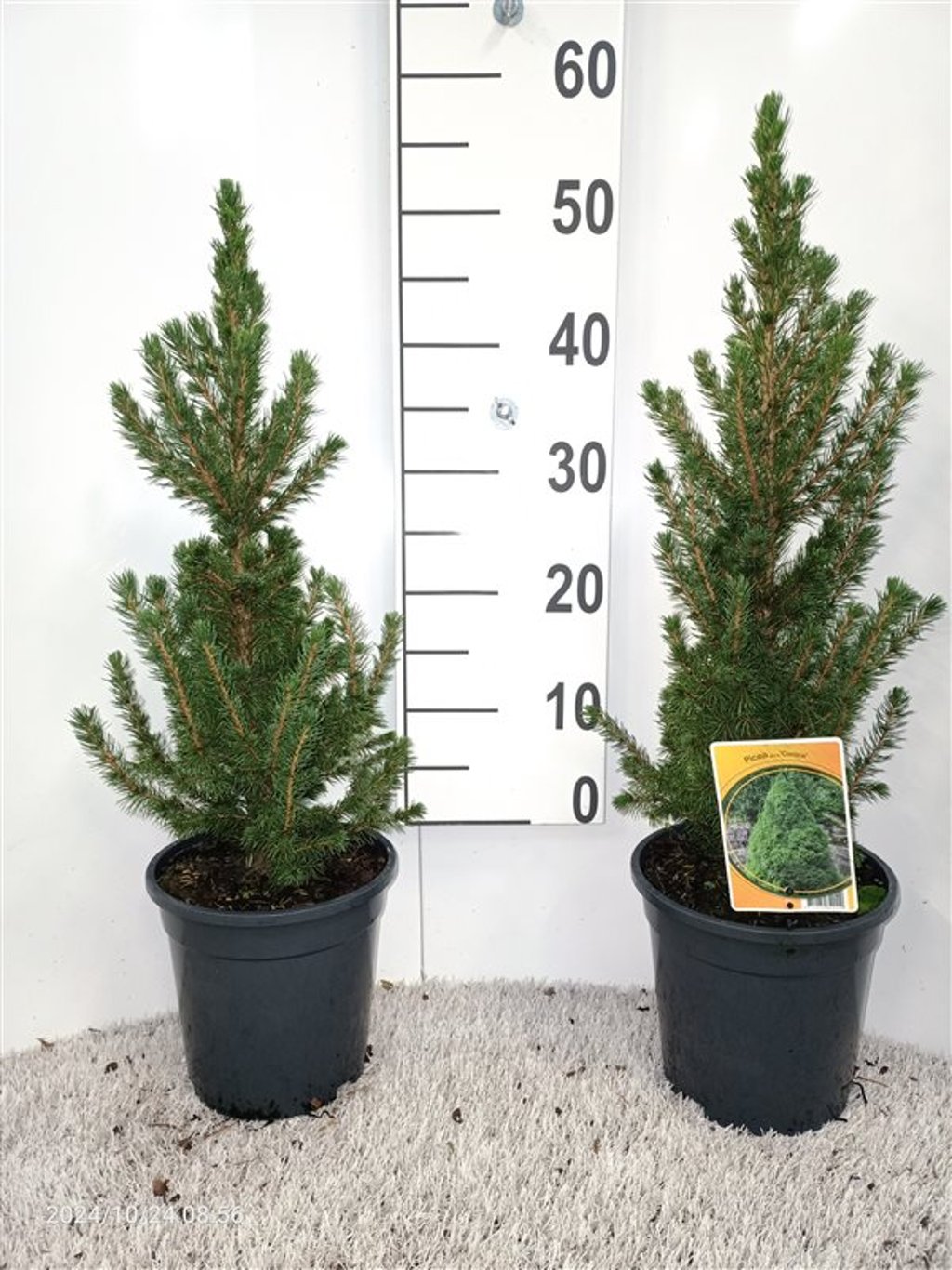 Picea gl. 'Conica' - C3 40-50 CM